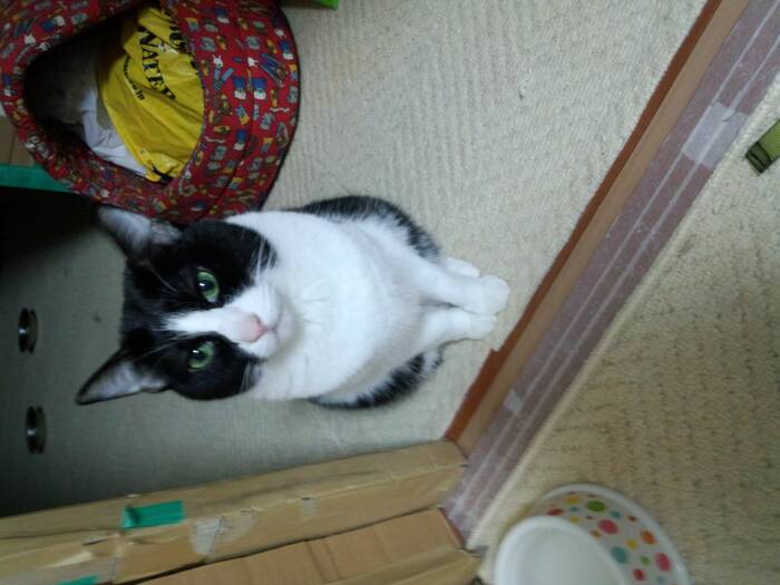 2015年ちびちゃん。むっちりダイナマイトビッチ!