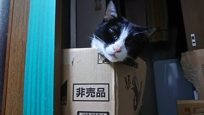 2020年頑張るちびちゃん、まだ元気